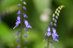 Rhynchoglossum notonianum